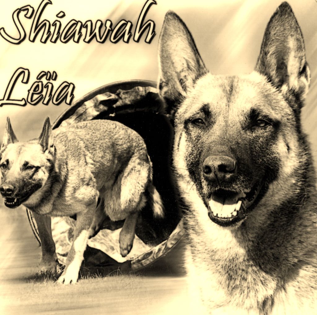 Shiawah léïa Du Chemin Des Lusitanes