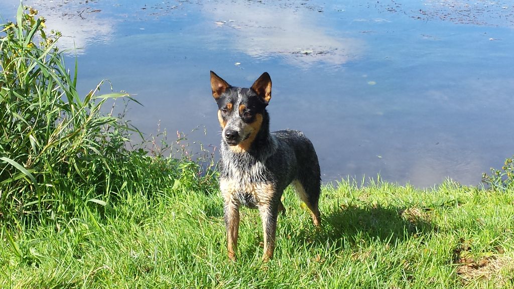 Ridgey Didge Heywa blue